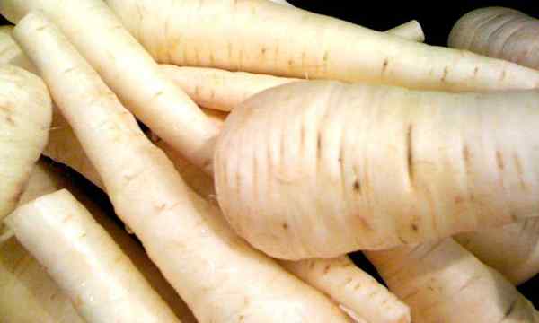 Parsnips croissant, cousin plus pâle de Carrot