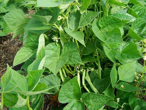 Tumbuh Kacang Pinto | Cara menanam kacang pinto