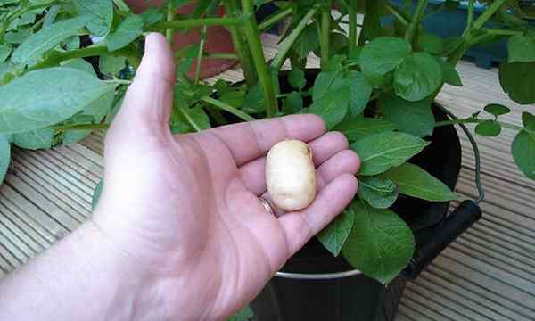 Batatas cultivando em um balde pequenos espudos de espaço