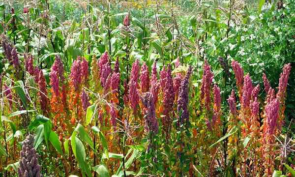 Wachsende Quinoa alte gesunde Samen