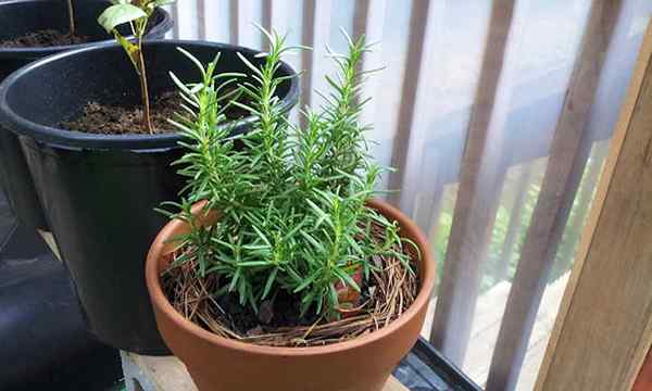 Menumbuhkan Rosemary di dalam ruangan Tips & Trik Terbaik Kami