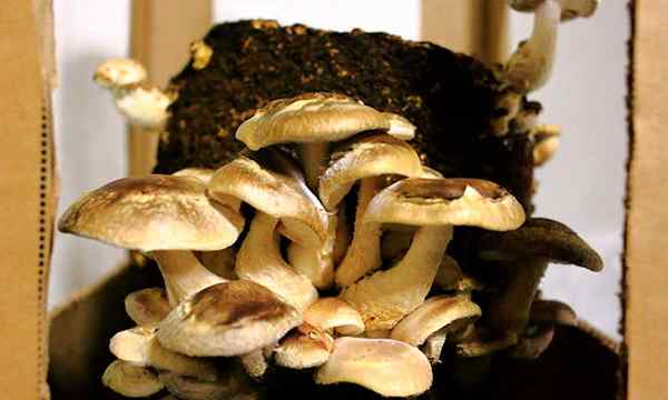 Menanam jamur shiitake di rumah pemandu
