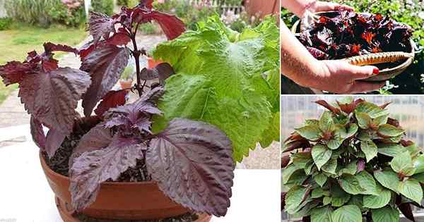 Creciente shiso | Cómo cultivar shiso en macetas