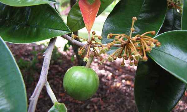 Growing Star Apple un fruit dont vous n'avez jamais entendu parler