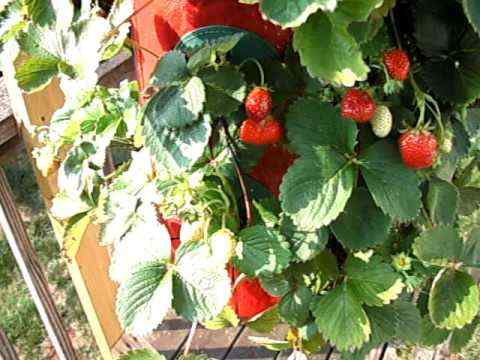 Des fraises croissantes à l'envers
