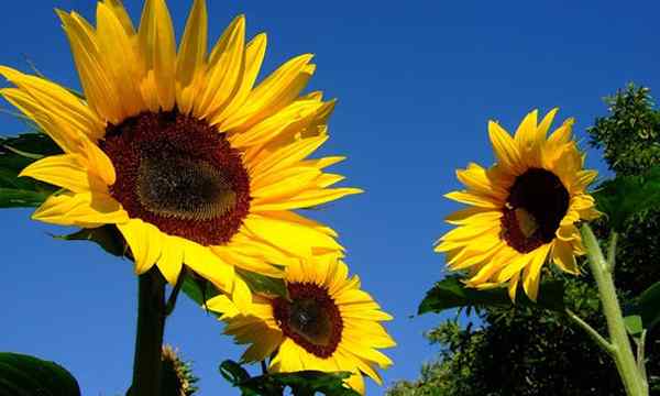 Croissance des tournesols gigantesques gigantesques fleurs