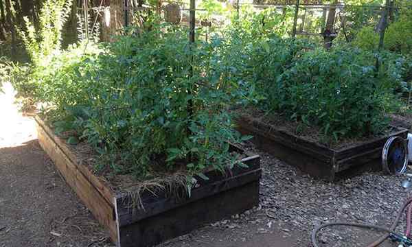 Anbau von Tomaten in erhöhten Betten anfängeln