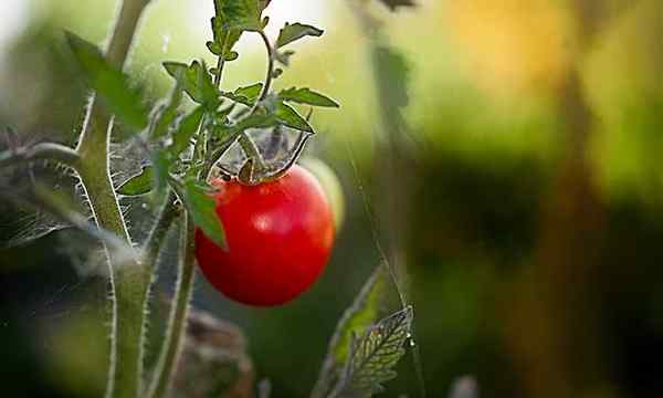 Tomato yang tumbuh di dalam rumah sepanjang tahun