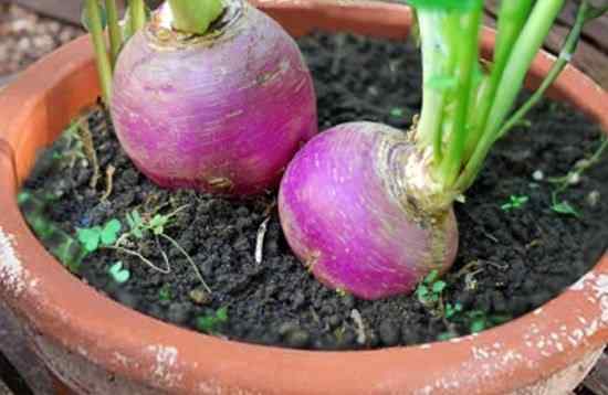 Cultivos de nabos en macetas | Cómo cultivar nabos en contenedores