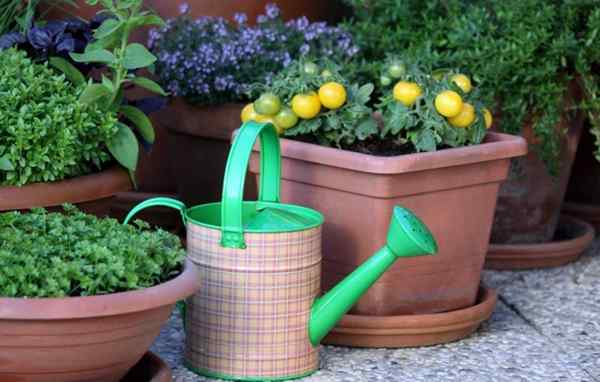 Cultiver des légumes dans les pots | Démarrer un potager de contenant