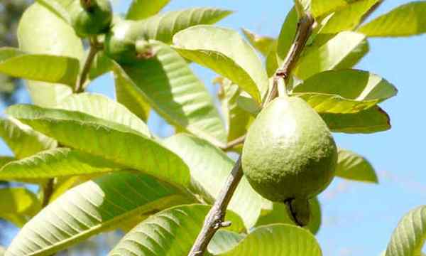 Guavenbaum nahrhafte tropische Früchte zu Hause