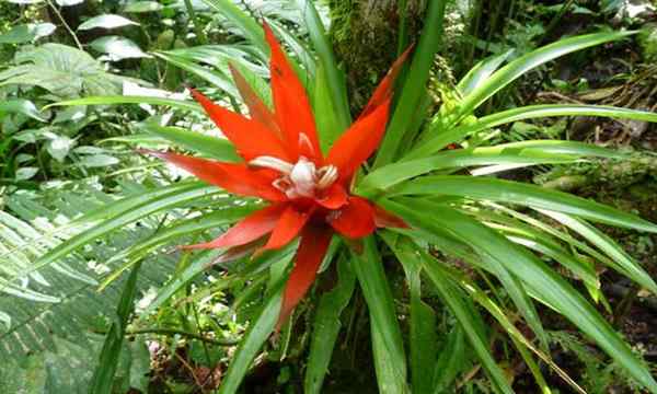Guzmania Bromeliad Flowers coloridas