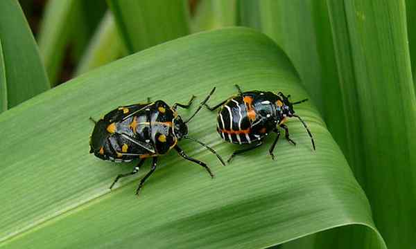 Harlekin Bug ein hübscher Brassica -Schädling