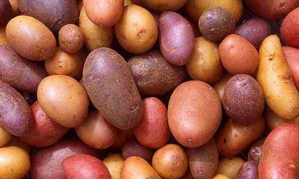 Zbieranie ziemniaków, jak wiedzieć, kiedy twoje ziemniaki są gotowe