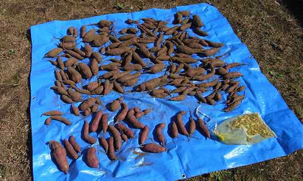 Zbieranie słodkich ziemniaków, jak je kopać i przechowywać