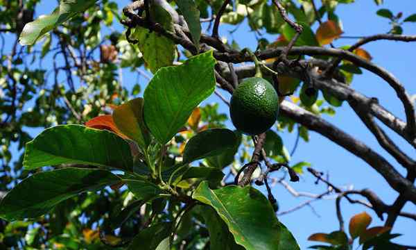 Pohon Alpukat Hass Menumbuhkan Guacamole Anda Sendiri