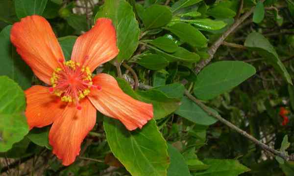 Tesouros tropicais do hibisco havaiano