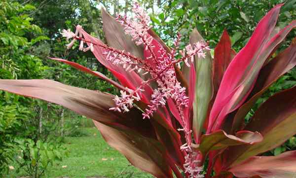 Hawaiian ti Pflanze Wie man Cordyline Fruticosa annimmt