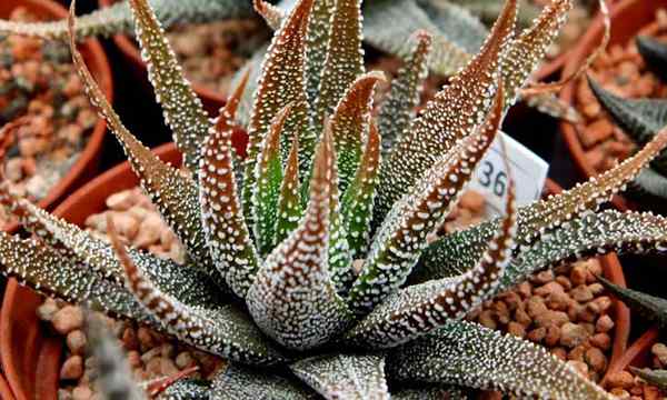 Haworthia atenuata cuidado cómo cultivar la planta cebra