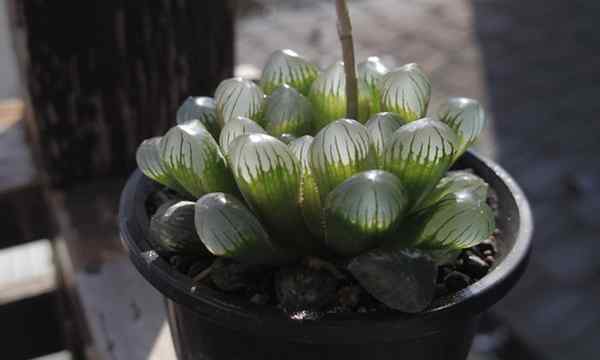 Haworthia obtusa cultivando la mini planta de ehalos