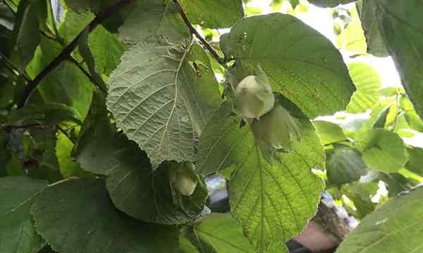 Hazelnut Tree Filberts ou Hazelnuts em abundância