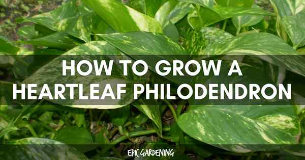 Heartleaf Philodendron Care - Growing The Sweetheart Plant