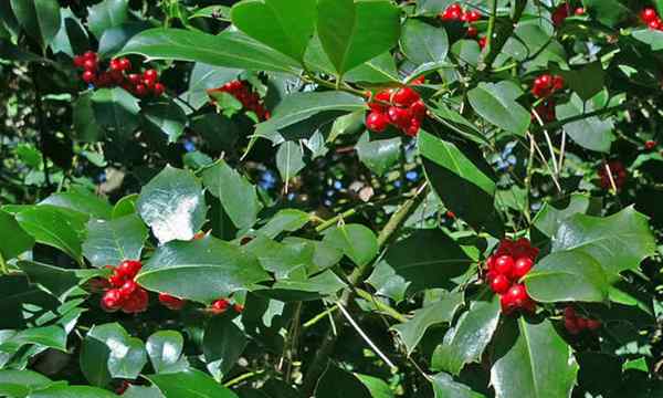 Jenis Pokok Holly dan Penjagaan Umum
