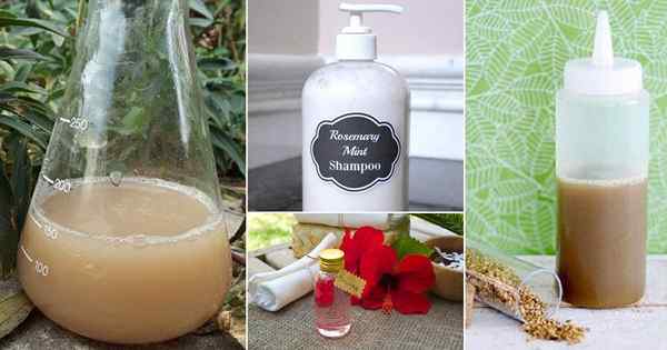 Hausgemachte Shampoo -Rezepte aus Ihrem Garten