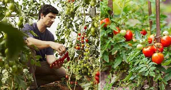 Qué tan separado para plantar tomates | Consejos de separación de plantas de tomate