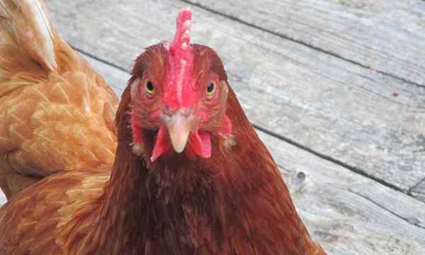 Jak długo żyją kurczaki i składają jaja?