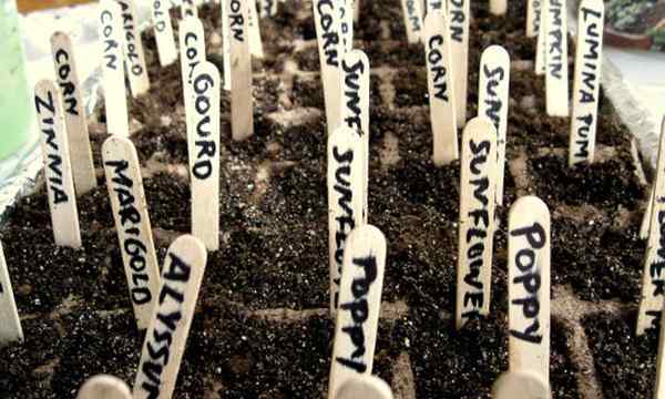 De combien de graines avez-vous besoin pour cultiver une plante?