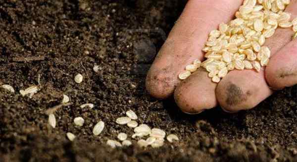 Quantas sementes para plantar por buraco, panela ou célula?