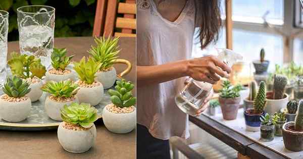 Seberapa sering succulents air | Kiat penyiraman yang lezat