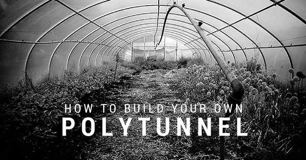Comment construire votre propre polytunnel