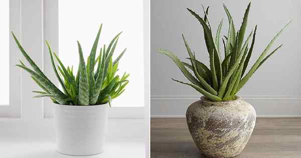 Como cuidar de uma planta de aloe | Aloe Plant Care