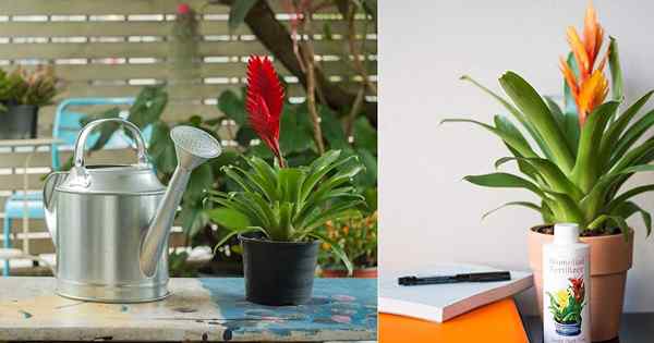 Cómo cuidar las bromelias | Bromeliad Care y crecimiento en interiores