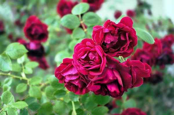 Wie man Rosen kümmert | Tipps zur Rosenpflege