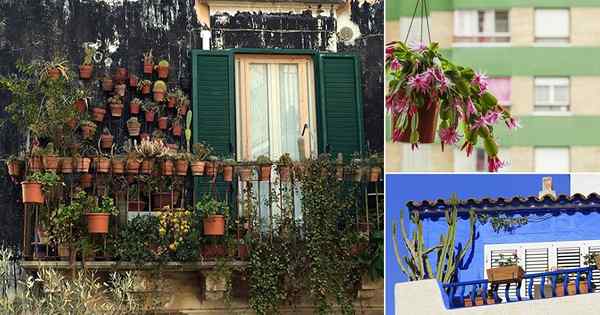 So schafft man einen saftigen Balkon -Garten