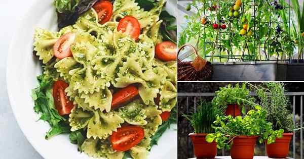 Comment créer un jardin de pâtes dans votre petit balcon