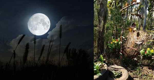 Cómo crear un jardín de bruja para importar magia a tu vida!