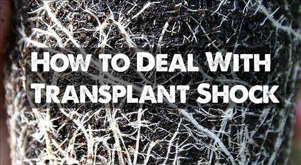 Wie man mit Transplantationschock umgeht