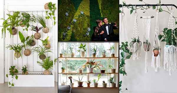So entwerfen Sie den besten Innen -Selfie -Raum mit Pflanzen