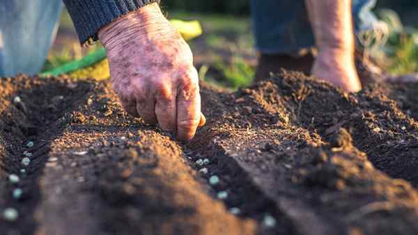 Cara mengarahkan benih menanam di luar rumah pada kedalaman yang betul