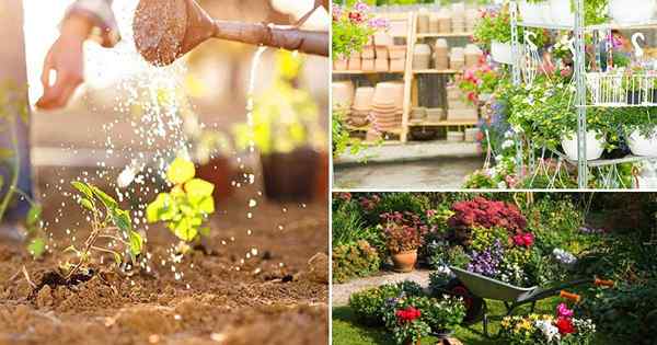 Cómo obtener plantas y semillas gratis | 13 trucos de jardinería frugal