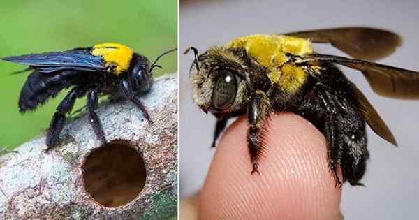 Cómo deshacerse de las abejas carpinteras naturalmente