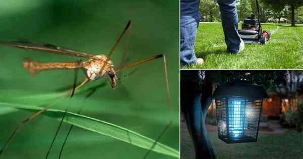 Wie man Crane Flies loswerden | Kran fliegt abstoßend