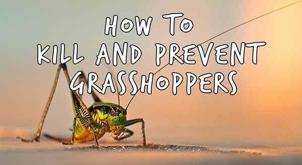 Cara menghilangkan kontrol belalang alami belalang