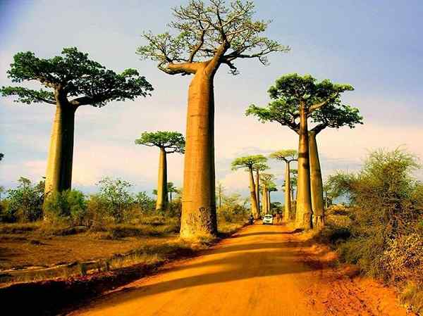 Comment faire pousser un arbre baobab | Tout sur Baobab