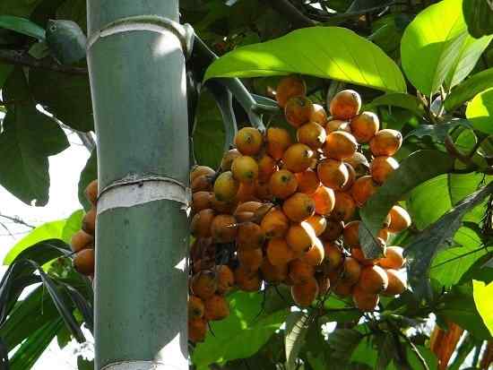 Comment faire pousser un arbre de noix de bétel | Cultiver des noix et des soins Areca