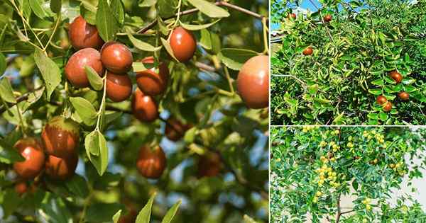 Cara menumbuhkan pohon jujube | Perawatan Pohon Jujube